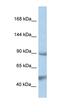 Protein Tyrosine Phosphatase Non-Receptor Type 3 antibody, orb331150, Biorbyt, Western Blot image 