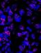 Pleiotropic Regulator 1 antibody, IHC-00404, Bethyl Labs, Immunofluorescence image 