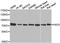Hyaluronan Synthase 3 antibody, A6617, ABclonal Technology, Western Blot image 