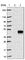 Transmembrane Protein 171 antibody, HPA042308, Atlas Antibodies, Western Blot image 