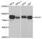 Caldesmon 1 antibody, abx004107, Abbexa, Western Blot image 