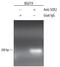 Quiescin Sulfhydryl Oxidase 1 antibody, AF2018, R&D Systems, Chromatin Immunoprecipitation image 