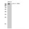 Fms Related Tyrosine Kinase 3 antibody, LS-C381016, Lifespan Biosciences, Western Blot image 