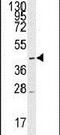 Solute Carrier Family 16 Member 1 antibody, PA5-12336, Invitrogen Antibodies, Western Blot image 