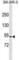 E3 ubiquitin-protein ligase RFWD2 antibody, abx031297, Abbexa, Western Blot image 