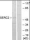 Serine Incorporator 2 antibody, orb95674, Biorbyt, Western Blot image 