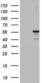 p53 antibody, TA503034S, Origene, Western Blot image 