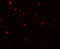 Anoctamin 2 antibody, A04801, Boster Biological Technology, Immunofluorescence image 