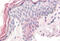 Zic Family Member 5 antibody, MBS242375, MyBioSource, Immunohistochemistry frozen image 