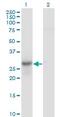 Geminin DNA Replication Inhibitor antibody, ab104306, Abcam, Western Blot image 