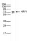 Nuclear Respiratory Factor 1 antibody, NBP2-59255, Novus Biologicals, Western Blot image 