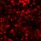 Heat Shock Protein Family B (Small) Member 8 antibody, LS-C668432, Lifespan Biosciences, Immunofluorescence image 