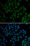U2 Small Nuclear RNA Auxiliary Factor 1 Like 4 antibody, abx005397, Abbexa, Western Blot image 