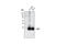 Solute Carrier Family 7 Member 5 antibody, 5347S, Cell Signaling Technology, Western Blot image 