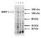 ATP Binding Cassette Subfamily B Member 11 antibody, ALX-801-035-C100, Enzo Life Sciences, Western Blot image 