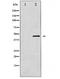 SEK1 antibody, TA327914, Origene, Western Blot image 