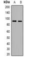 Selectin P antibody, orb382723, Biorbyt, Western Blot image 