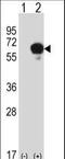 Dihydropyrimidinase Like 3 antibody, LS-C167529, Lifespan Biosciences, Western Blot image 