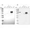 Acyl-CoA Synthetase Short Chain Family Member 3 antibody, PA5-61631, Invitrogen Antibodies, Western Blot image 