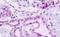 Integral membrane protein GPR137B antibody, NLS792, Novus Biologicals, Immunohistochemistry paraffin image 