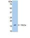 Endoglin antibody, MBS2001541, MyBioSource, Western Blot image 