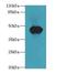 Actin Like 7B antibody, LS-C398186, Lifespan Biosciences, Western Blot image 