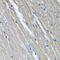 TNF Alpha Induced Protein 6 antibody, PA5-76008, Invitrogen Antibodies, Immunohistochemistry paraffin image 