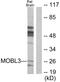 MOB Family Member 4, Phocein antibody, GTX87869, GeneTex, Western Blot image 