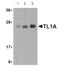 TNF Superfamily Member 15 antibody, ab85566, Abcam, Western Blot image 
