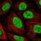 Pleckstrin Homology And RhoGEF Domain Containing G4B antibody, NBP2-58811, Novus Biologicals, Immunofluorescence image 