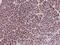 Proline Rich Coiled-Coil 1 antibody, 202977-T08, Sino Biological, Immunohistochemistry frozen image 