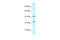 TATA-Box Binding Protein Associated Factor, RNA Polymerase I Subunit A antibody, 31-184, ProSci, Western Blot image 