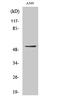 Gastric inhibitory polypeptide receptor antibody, A03694-1, Boster Biological Technology, Western Blot image 