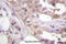 Cyclin Dependent Kinase 7 antibody, A00552, Boster Biological Technology, Immunohistochemistry frozen image 