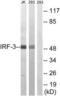 Interferon Regulatory Factor 3 antibody, LS-C199137, Lifespan Biosciences, Western Blot image 