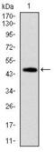 FAS antibody, GTX60559, GeneTex, Western Blot image 