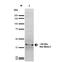 Sodium channel subunit beta-2 antibody, NBP2-59317, Novus Biologicals, Western Blot image 