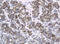 c-Kit antibody, LS-C336310, Lifespan Biosciences, Immunohistochemistry frozen image 