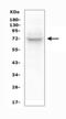 Spleen Associated Tyrosine Kinase antibody, A00490-3, Boster Biological Technology, Western Blot image 