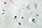 Dual Specificity Phosphatase 4 antibody, LS-C176928, Lifespan Biosciences, Immunohistochemistry paraffin image 