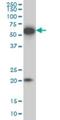 EBF Transcription Factor 3 antibody, H00253738-M05, Novus Biologicals, Western Blot image 