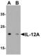 Interleukin 12A antibody, LS-B13081, Lifespan Biosciences, Western Blot image 