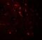 WW And C2 Domain Containing 1 antibody, A02837, Boster Biological Technology, Immunofluorescence image 
