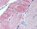 Caspase 7 antibody, 49-268, ProSci, Immunohistochemistry frozen image 