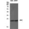 PYD And CARD Domain Containing antibody, LS-C382166, Lifespan Biosciences, Western Blot image 