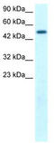 FLT3 Interacting Zinc Finger 1 antibody, TA329640, Origene, Western Blot image 