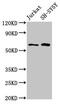 BORA Aurora Kinase A Activator antibody, CSB-PA750873LA01HU, Cusabio, Western Blot image 