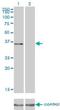 Activating Transcription Factor 1 antibody, orb94618, Biorbyt, Western Blot image 