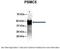Proteasome 26S Subunit, ATPase 5 antibody, 28-816, ProSci, Immunoprecipitation image 