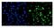 Bromodomain Containing 2 antibody, A02412-1, Boster Biological Technology, Immunofluorescence image 